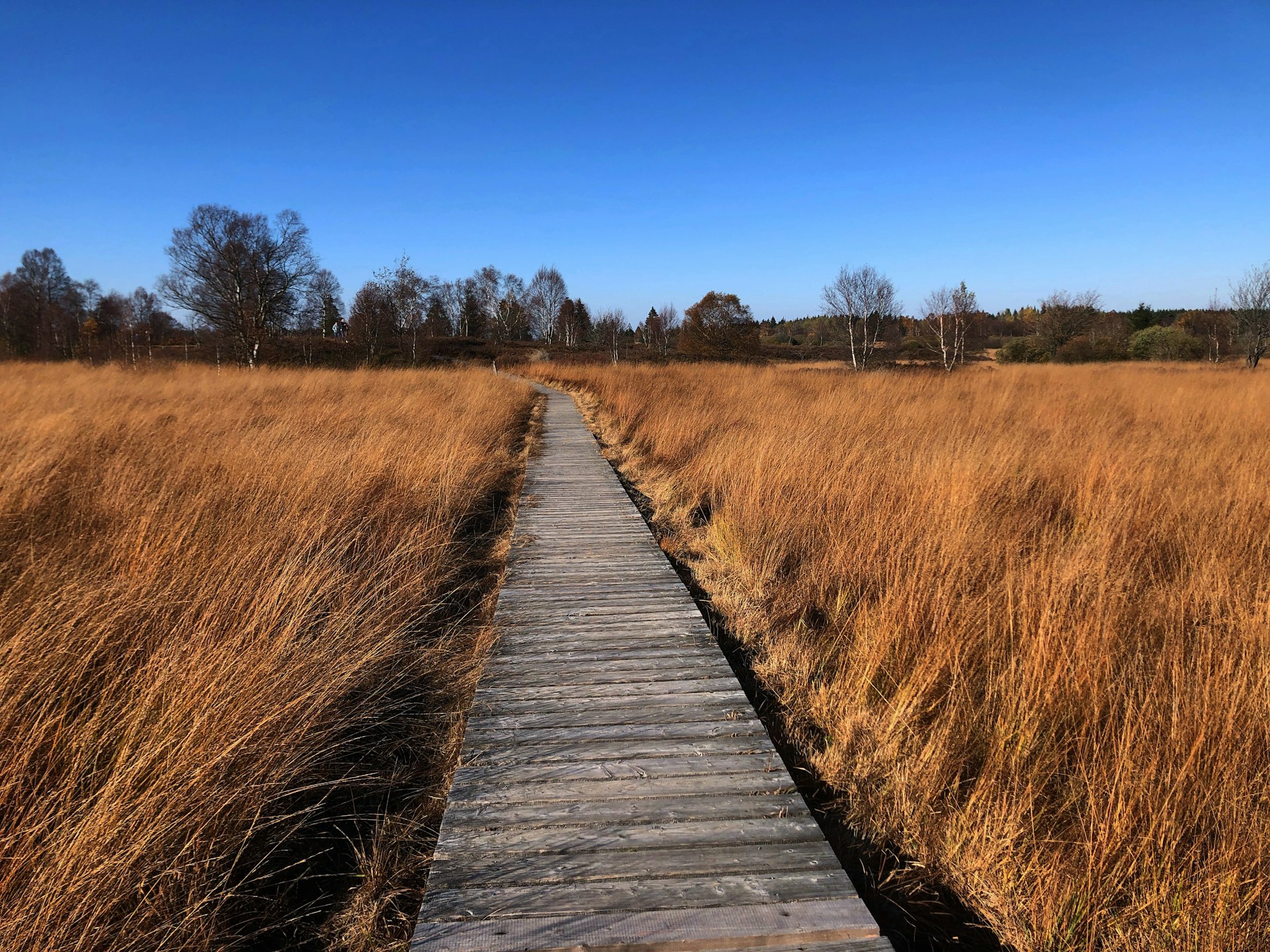 a wooden walkway in a field of tall grass